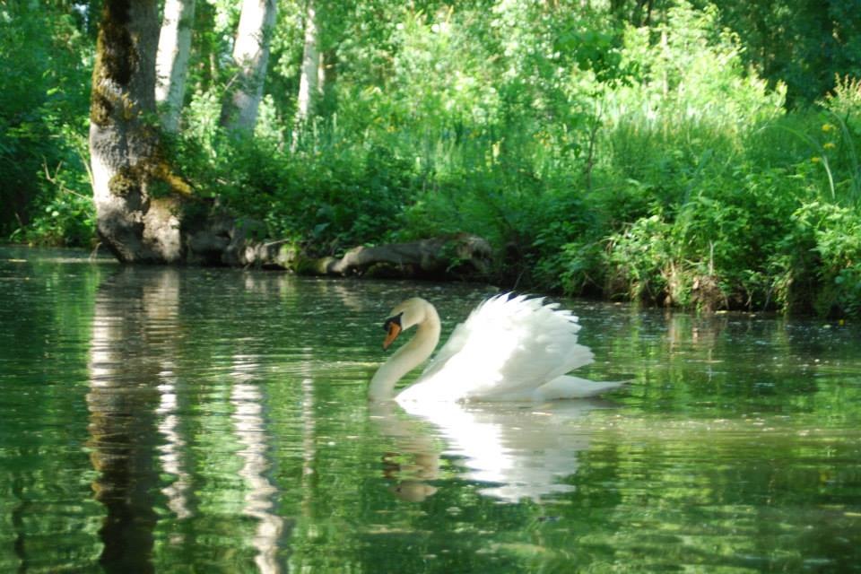 Joli cygne sur l'eau