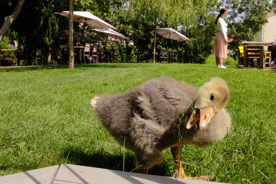 Photo d'un jeune canard