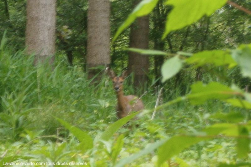 Découverte des animaux embarcadère la venise verte marais poitevin